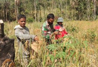 Kodim 1203/Ktp Bantu Petani Wujudkan Ketahanan Pangan Diwilayah Binaan