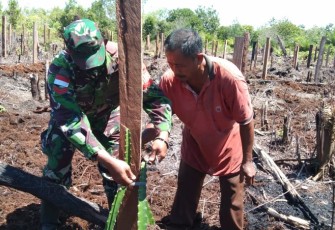 Babinsa Koramil 1206 - 12/Manday  bantu Petani Trans Kalis Tanam Buah Naga