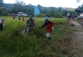 Peduli Sarana Olahraga di Wilayah Binaan, Babinsa Koramil 1206 - 17/Silat Hilir Bersama Warga Bersihkan Lapangan Bola Kaki.