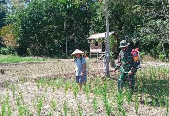 Babinsa Koramil 1206-06/Putussibau Utara Bantu Petani Nyemprot Padi Di Sawah