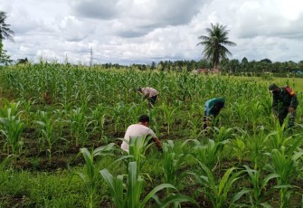 Tingkatkan ketahanan Pangan Anggota Koramil Jungkat dan warga Tanam Jagung