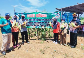 Pemdes Bintan Bunyu Panen Raya Jagung Manis