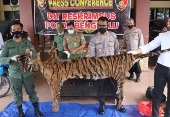 Polda Bengkulu Ungkap Perdagangan Kulit dan Organ Tubuh Harimau Sumatra