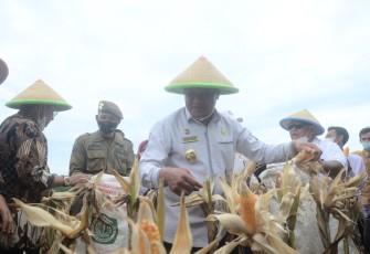Fadel Muhammad Dorong Bengkulu Selatan Jadi Lumbung Jagung Nasional