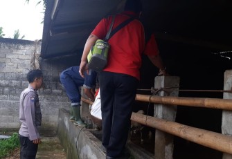 Bhabinkamtibmas Curup Kota saat Lakukan Pendampingan Vaksinasi Hewan Ternak