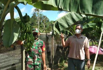 Pendampingan Budidaya Pisang Cavendish di Desa Maluhu