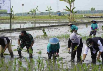 Dandim terjun langsung ke sawah tanam padi. Minggu (24/4/2022)