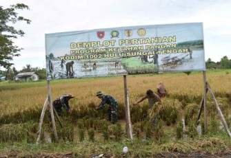 Panen perdana ketahanan pangan Kodim 1002/Hst