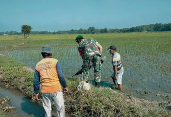 Serda Jojon bersama warga atasi hawa tikus di sawah