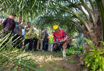 MenkopUKM Teten saat melihat langsung proses pengambilan buah sawit