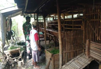 Serda Sukamto pantau hewan ternak sapi warga binaan