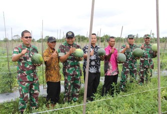 Dandim 0906/Kkr saat panen semangka di desa Panca Jaya
