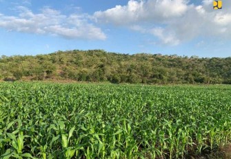 Lahan jagung di kabupaten Keerom provinsi Papua