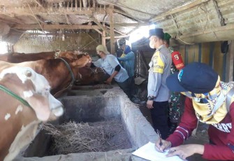 Vaksinasi PMK hewan ternak warga binaan di desa Karangsono