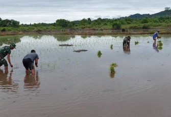 Tanam padi bersama warga perbatasan 