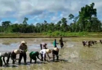 Putri Indonesia tahun 2015 (baju putih) tak canggung turun ke sawah tanam padi di Yahukimo. Kamis (05/05/2022)