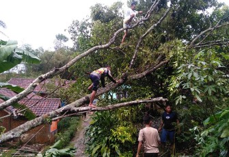 Pohon tumbang usai diterjang Angin puting beliung pada Sabtu (17/9) dini hari.