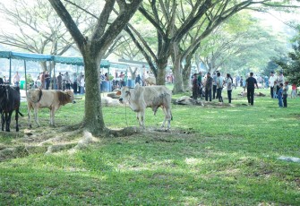Rayakan Hari Raya Idul Adha 1444H, 3811 Ekor Hewan Qurban di Sembelih di Kabupaten Asahan