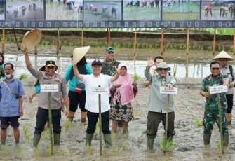 Tanam Padi Serentak 