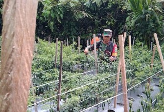 Babinsa Koramil 1710-07/Mapurujaya saat Laksanakan Komsos dengan Petani di Wilayah Binaan