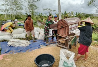 Babinsa tak segan ke sawah rontokkan padi bersama masyarakat