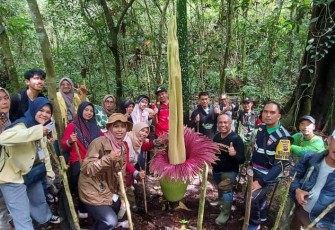 Amorphopallus titanum kembali tumbuh di Kota Padang Panjang.