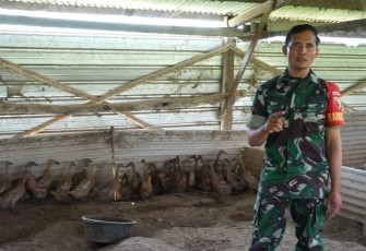 Serma Nurjain juragan bebek petelur, Sabtu (23/9)