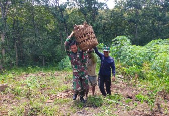 Serda Eko Ariyanto bantu panen singkong warga wilayah binaan, Kamis (28/9)