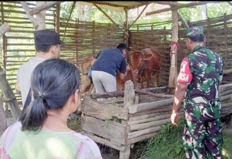 Vaksinasi PMK ternak warga binaan 