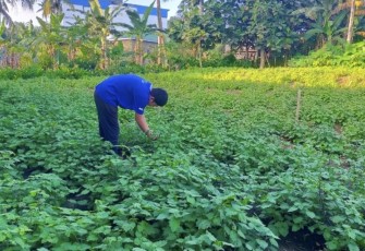 Wahyu petani Nilam binaan LPPM IAIN Bone