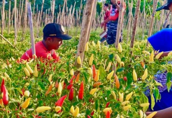 Lanudal Manado Panen Raya Perdana Cabe di Lahan Ketahanan Pangan Mini Expo