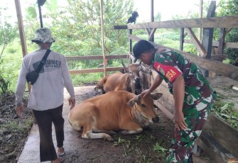 Babinsa Mapurujaya saat Beri Motivasi ke Peternak Sapi