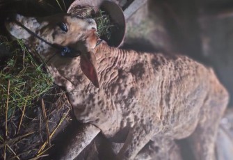 Sapi milik warga Desa Temulus kecamatan Kradenan yang terserang LSD.