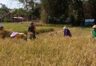  Babinsa Koramil 11/Geger Serma Sutopo melakukan pendampingan panen padi bersama Kelompok Tani Ngudi Luhur ll Desa Geger, Kec. Geger, Kab. Madiun, Sabtu (9/12/2023)