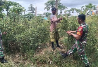Babinsa Koramil 1710-02/Timika Secara Intensif Dampingi Para Petani Binaan