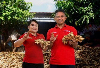 Hanif Setyobudi, Owner PT Enha Sentosa Indonesia saat menunjukan jahe yang diekspornya.
