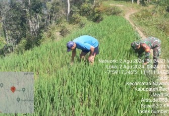 Babinsa Koramil 0801/05 Nawangan Beri Pendampingan Hanpangan