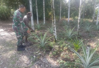 Babinsa Kuala Kencana Beri Motivasi Kepada Petani Nanas