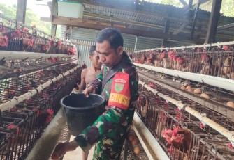 Babinsa Koramil 1710-02/Timika Motivasi Peternak Ayam di Wilayah Binaan