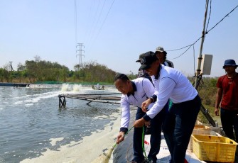 Danlantamal V Tinjau Langsung Panen Parsial Pertama Tambak Udang Ketahanan Pangan Lantamal V