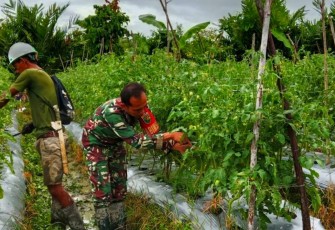 Babinsa Mapurujaya Dampingi Petani Merawat Tanaman Tomat