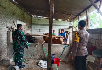 Babinsa saat Dampingi Petugas DKPP Kabupaten Madiun Lakukan Vaksinasi PMK