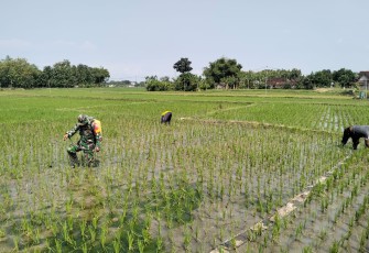 Babinsa Serma Sutikno Turun Langsing di Sawah Bersama Petani 