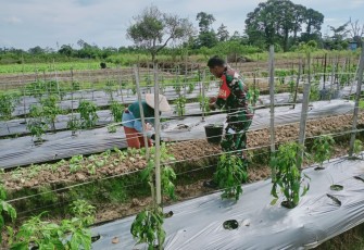 Babinsa Komsos Dengan Petani Cabai