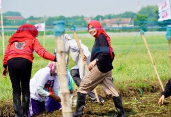 Siti Atikoh saat membantu petani tanam bawang merah di dusun Wonosalam Kabupaten Probolinggo, Jawa Timur Jum'at (26/1)