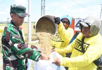 Serda Alfriadi Babinsa Koramil 0805/11 Widodaren saat memasukkan gabah panen raya padi petani binaannya, Jum'at (19/4)