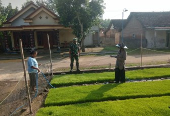Penyemaian benih padi warga desa binaan 