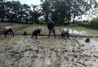 Tanam padi bersama warga binaan