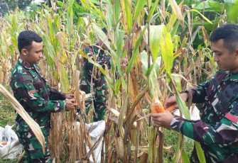 Panen jagung prajurit Yonif 509 Kostrad 