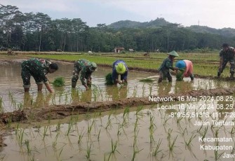 Ketahanan pangan tanam padi wilayah desa binaan 